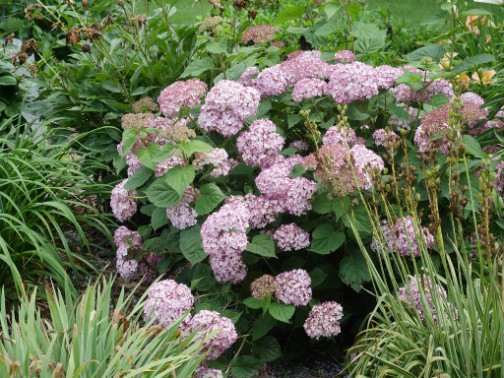 Hydrangea plant with large, showy clusters of colourful blooms and green leaves.