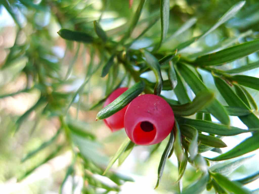 English Yew plant with dense, dark green foliage and red berry.
