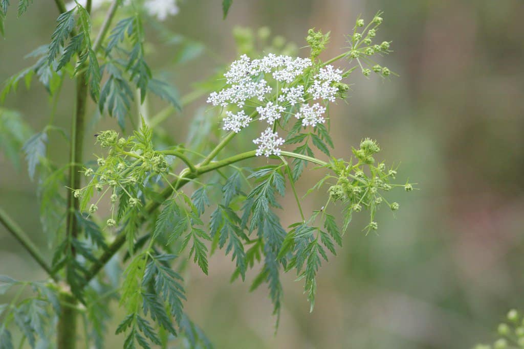 Hemlock plant with clusters of small, white flowers and finely divided leaves.