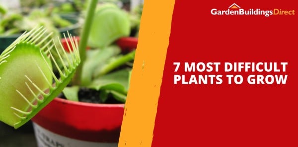 Leave It to the Expert: 7 Most Difficult Plants to Grow