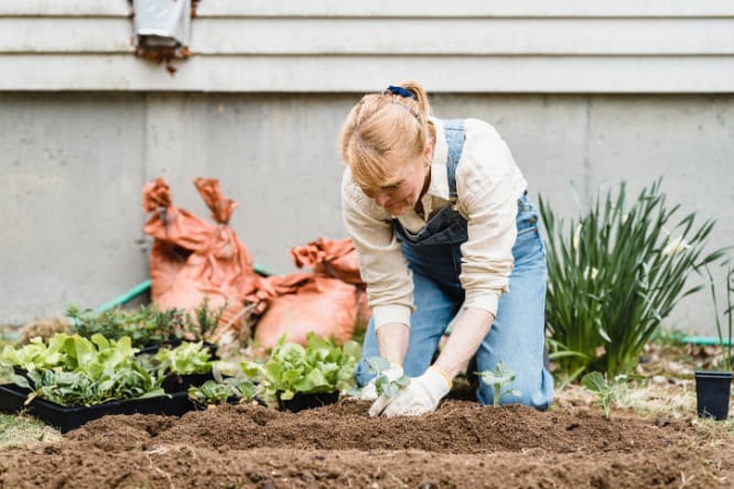 A senior woman planting in a garden, tending to the soil.
