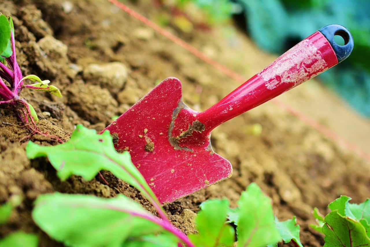 A close-up image of a vegetable garden bed with a trowel strategically tucked in the soil.