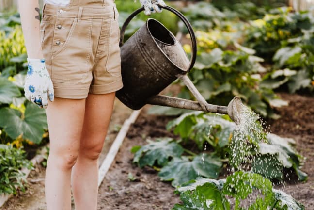 A gardener in brown shorts watering the plants using a watering can.