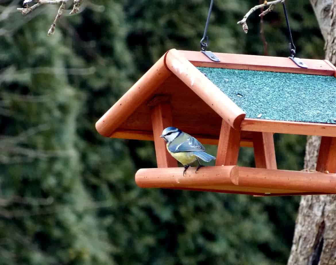 Eurasian blue tit bird inside a bird feeder house