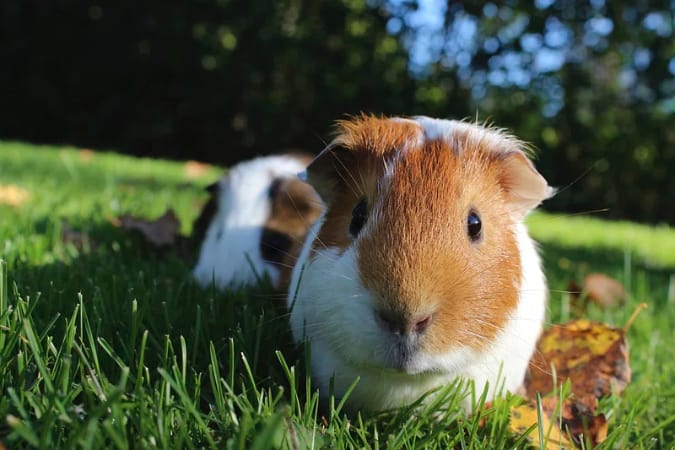 Close-up of a charming guinea pig enjoying the lush greenery of a garden lawn.