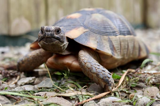 Close-up of a stoic tortoise with a straight face, directly facing the camera.