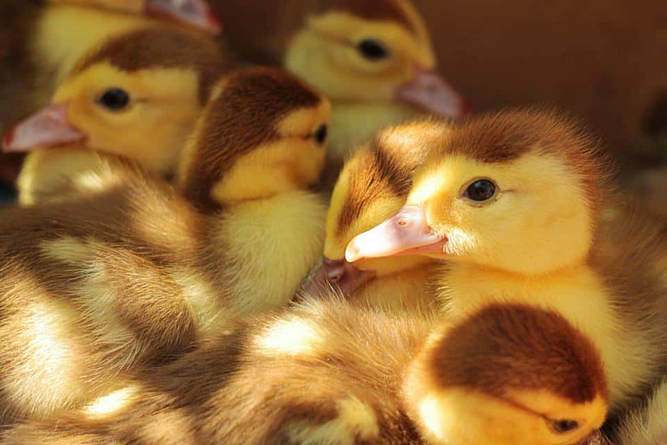 Close-up view of adorable baby ducks featuring fluffy down feathers and endearing expressions.