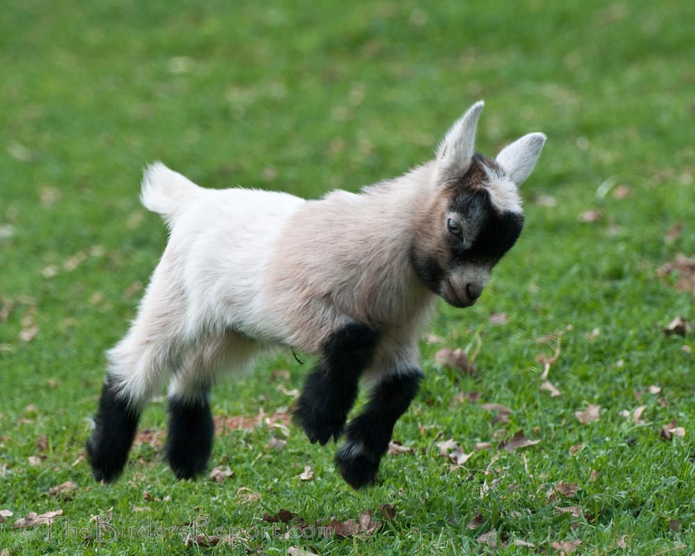 Young pygmy goat joyfully hopping and running across a garden lawn.