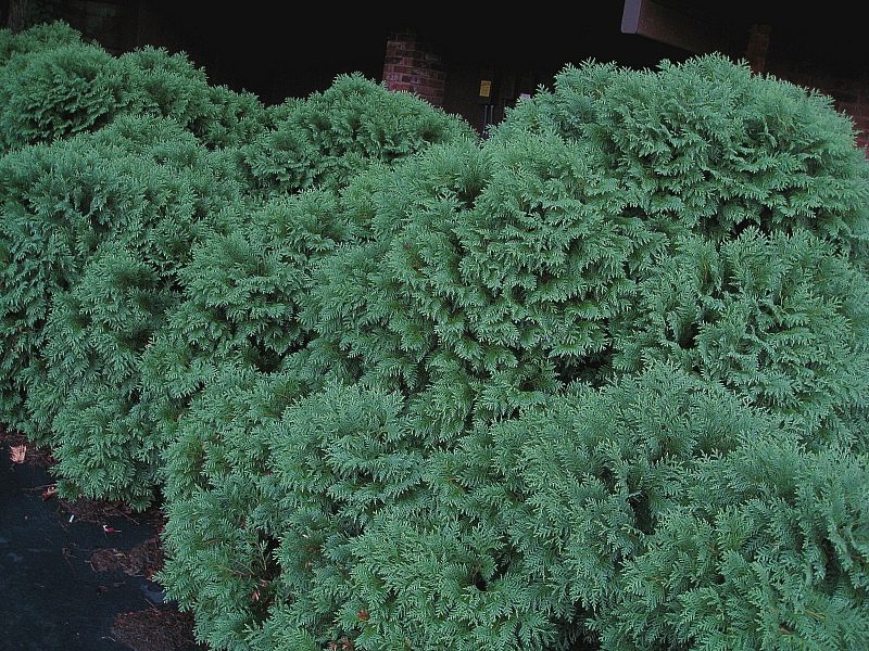 Evergreen shrubs