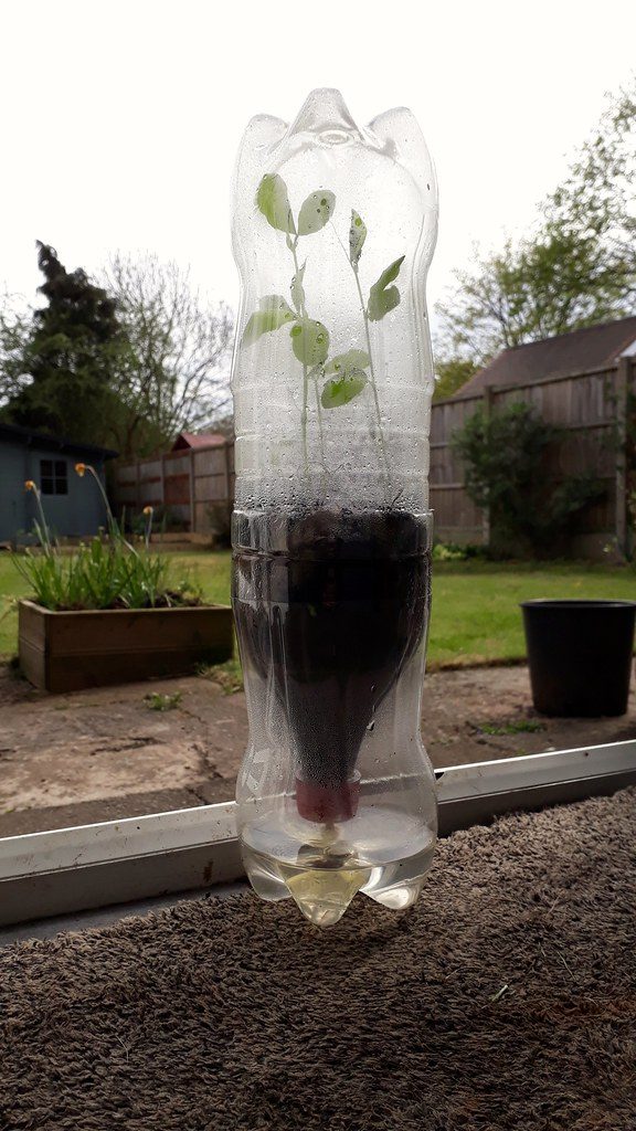 Self watering seedling pots from plastic bottle