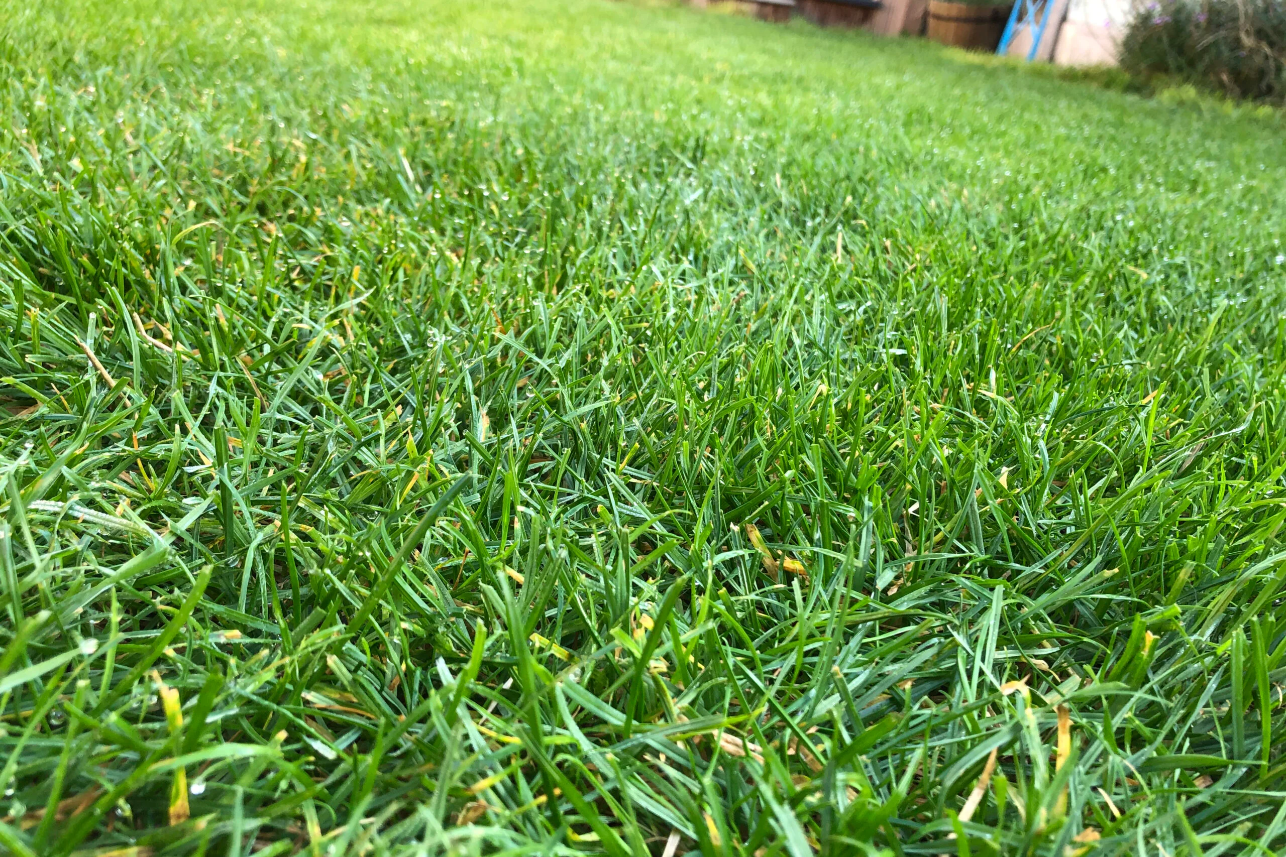 Close up lawn