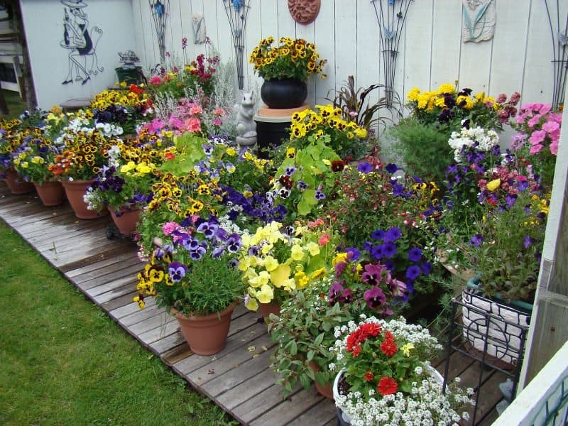 Various container gardens