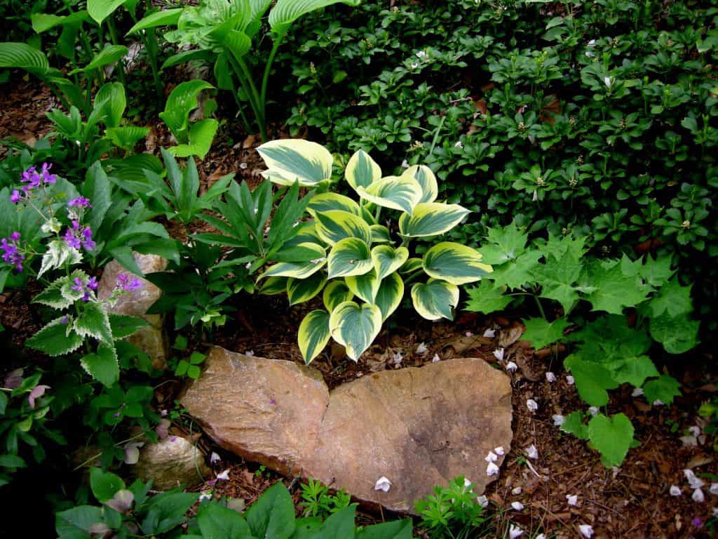 Shade-loving plants for small gardens