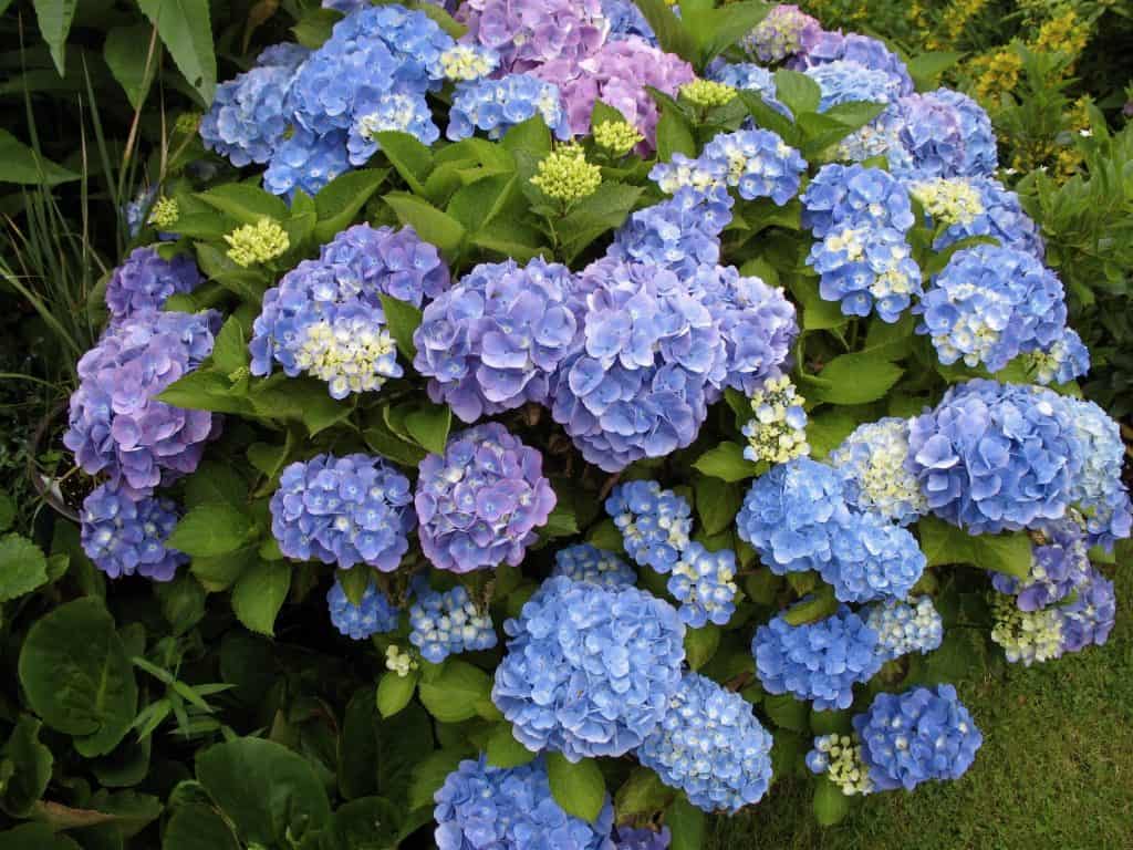 Hydrangea bush