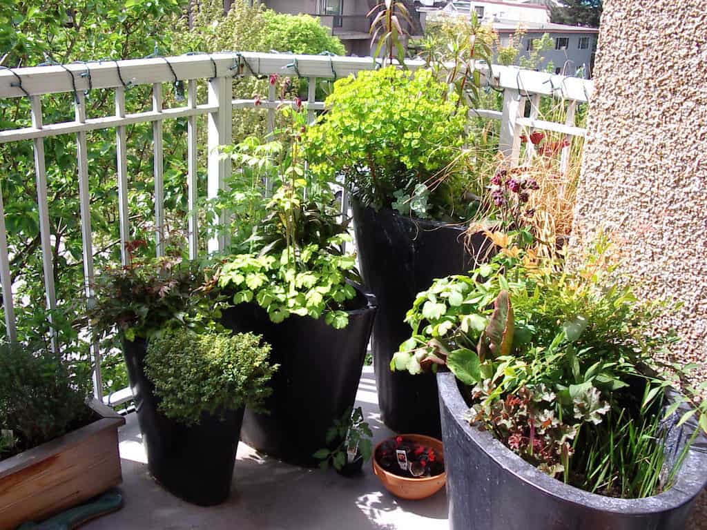 Balcony garden with a variety of potted plants in different-sized containers.