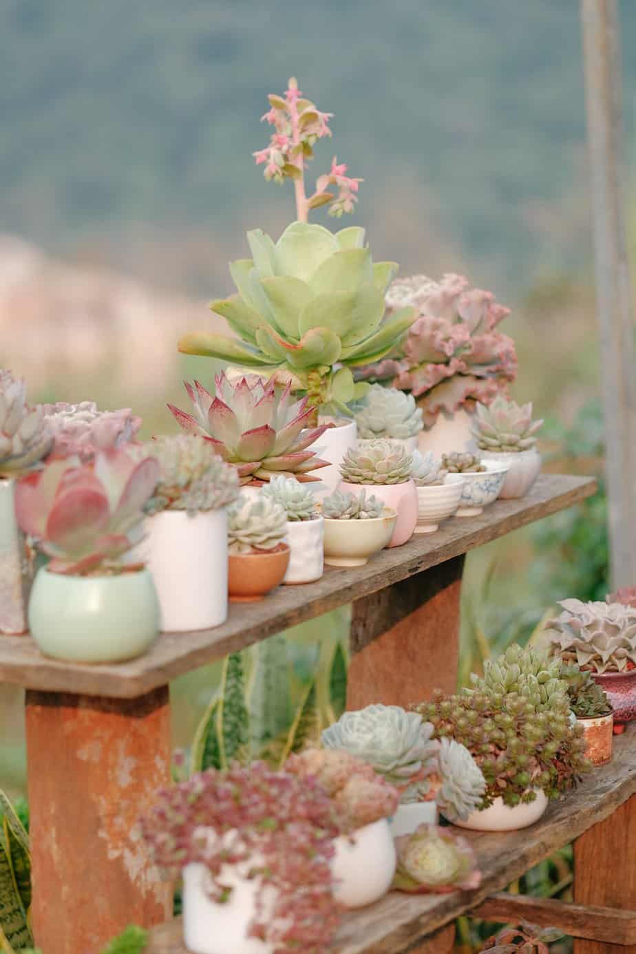 Potted succulents arranged on a rustic wooden bench.