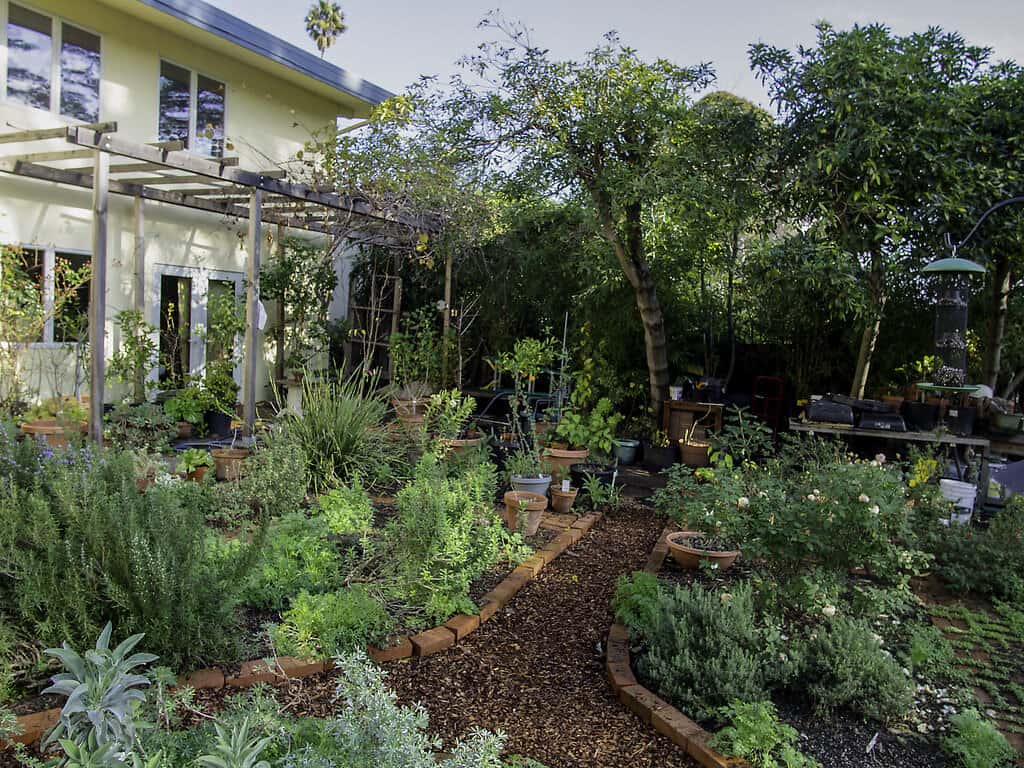 Lush January garden in a small backyard