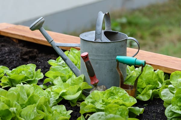 A row of lettuce growing in a garden bed, a steel watering can, and small gardening hand tools