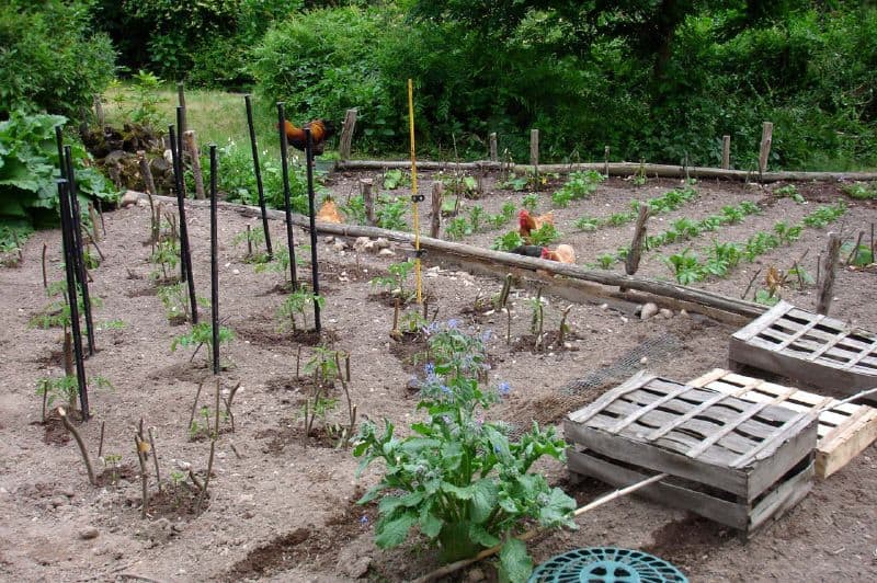 Small June vegetable garden