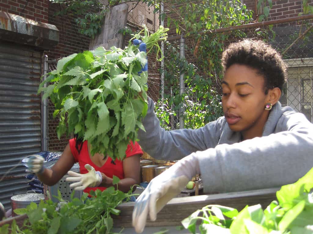 A women harvesting herbs