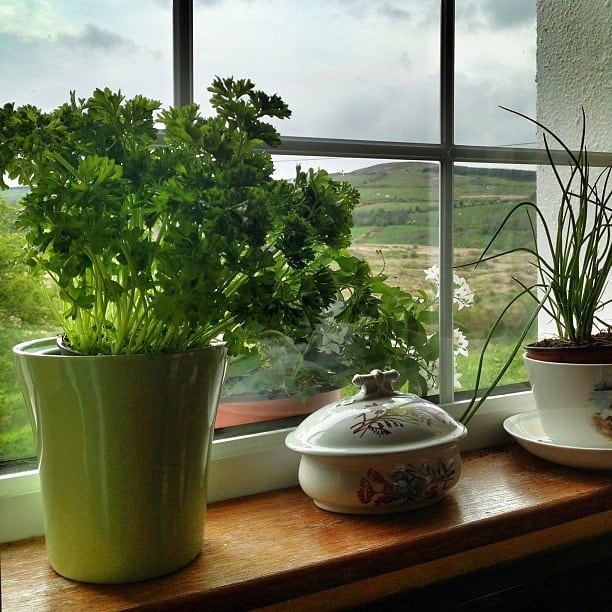 A windowsill with a potted herb