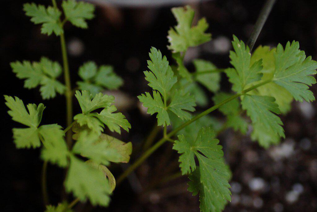 Italian flat-leaf parsley