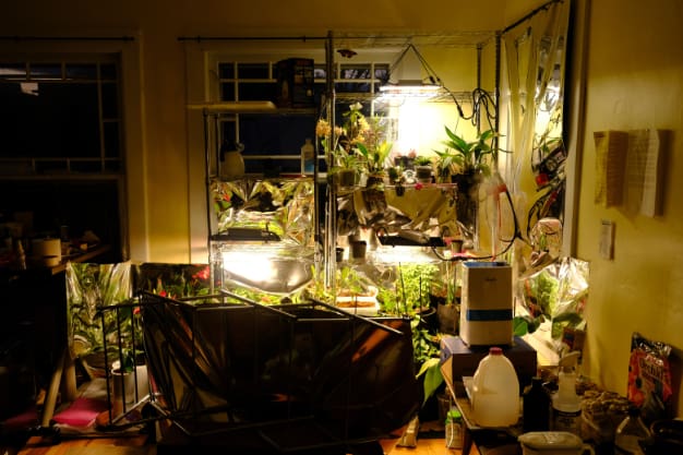Indoor garden with artificial lighting