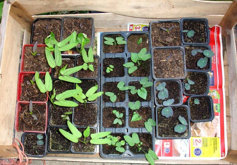 A mix bunch of seedlings