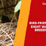 Bird-Friendly Garden: Eight Ways to Help Breeding Birds