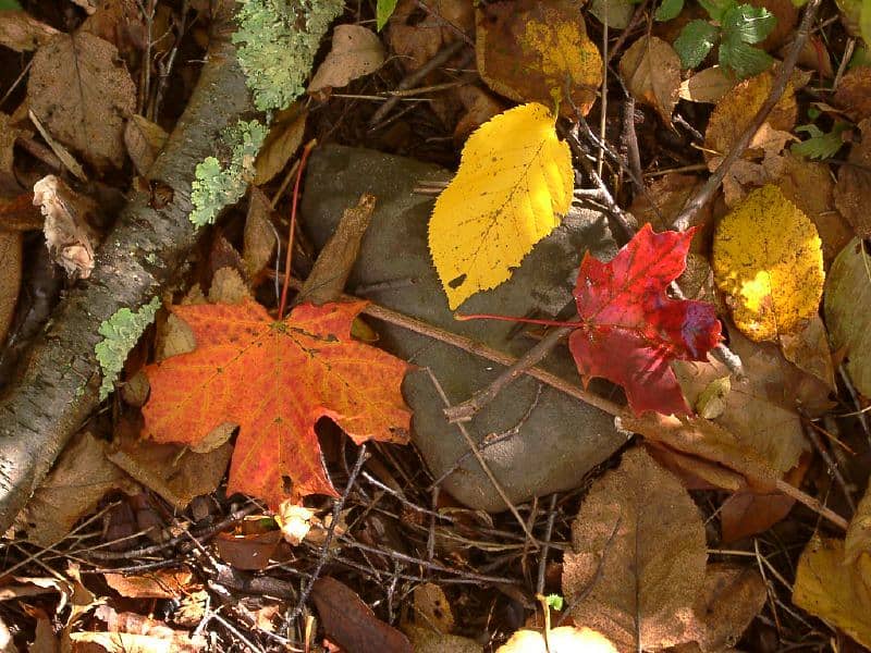 Autumn scene with fallen leaves on the ground, along with twigs and dried foliage.