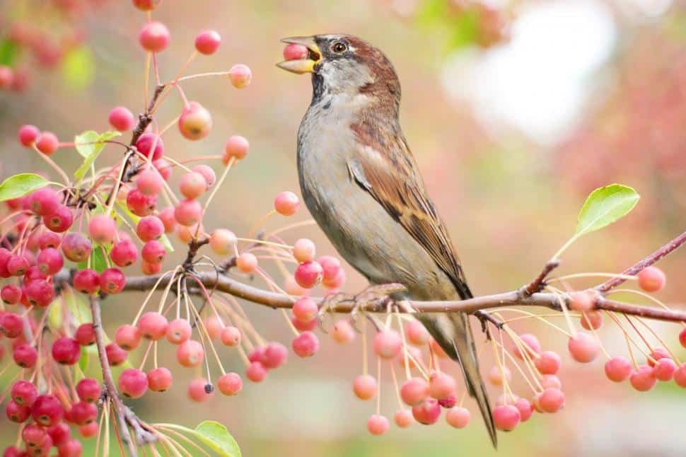 Sparrow bird perched on a berry tree branch, delicately enjoying a ripe berry.