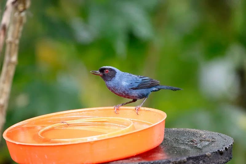 Graceful blue bird perched on the rim of a vibrant orange water bowl.