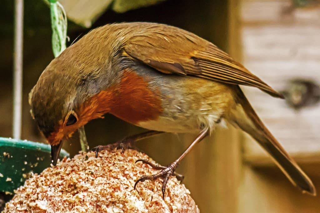 Hungry Robin pecking at seeds from the feeder bowl.