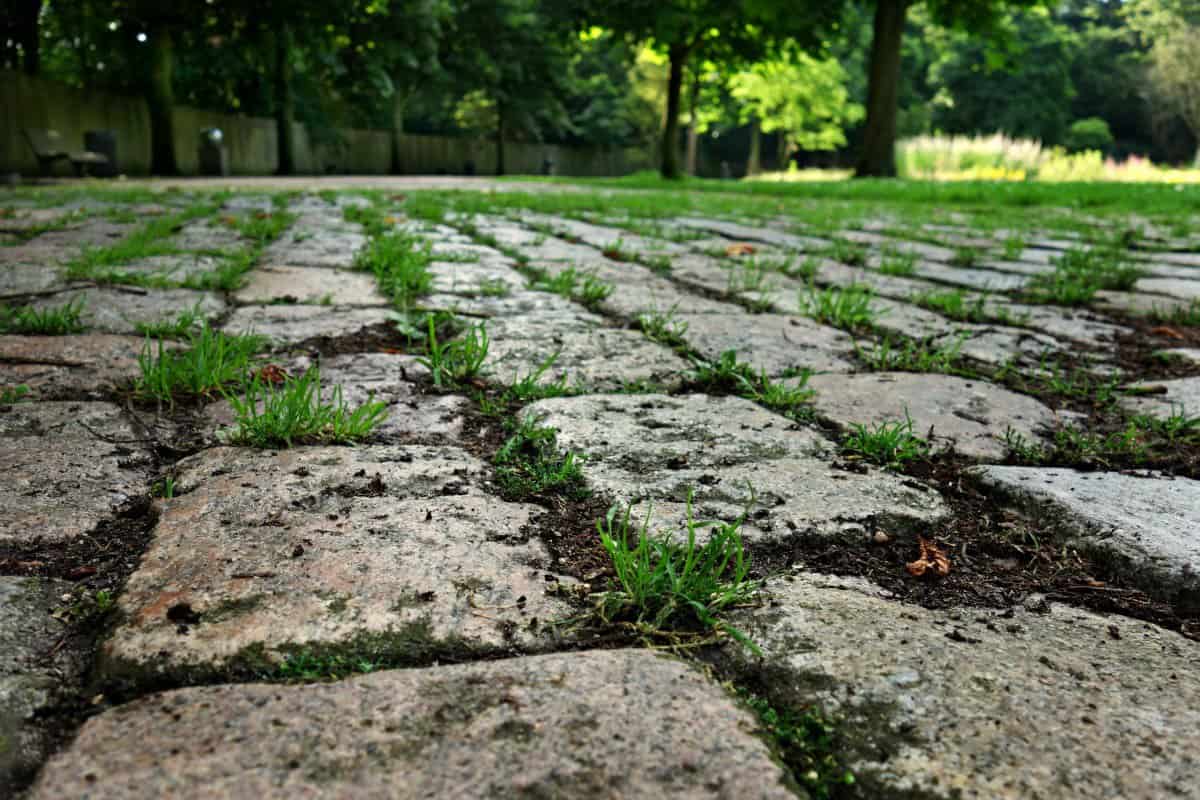 Rough ground garden