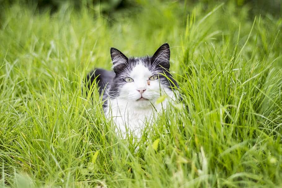 A cat lying on the grass