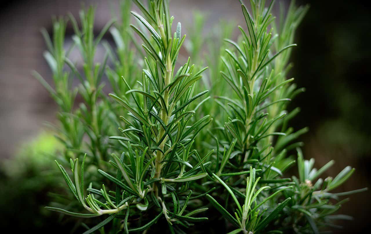 Rosemary plant