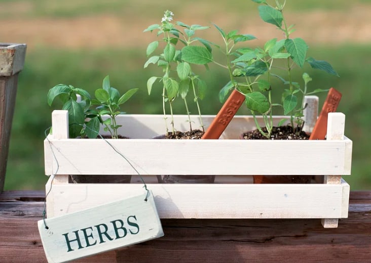 Mini herb garden with a wooden planter box painted in white