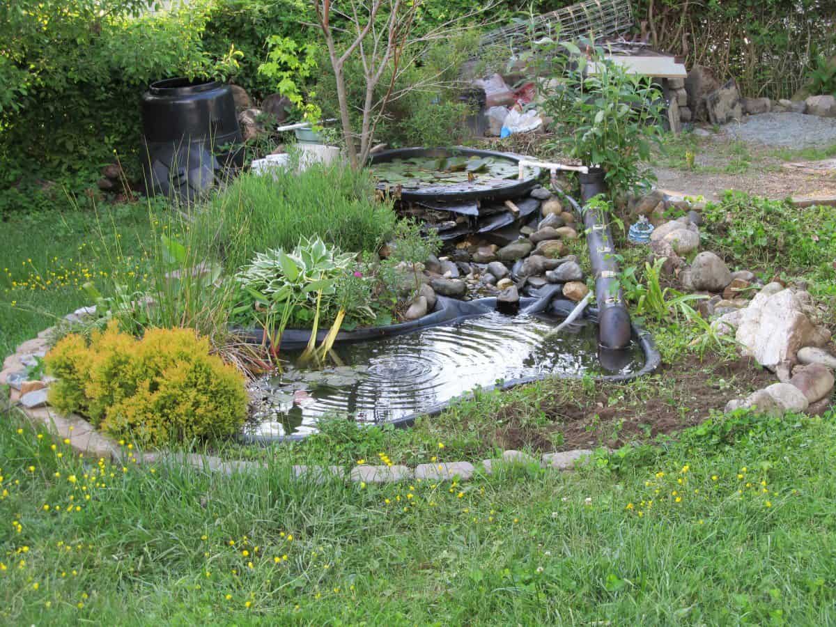 A small garden pond with plants, rocks, and a water feature, surrounded by greenery and a black barrel in the background.