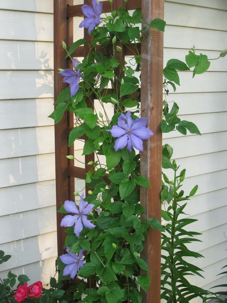 A wooden trellis with purple flowers and green vines climbing up, set against a light-coloured house wall.