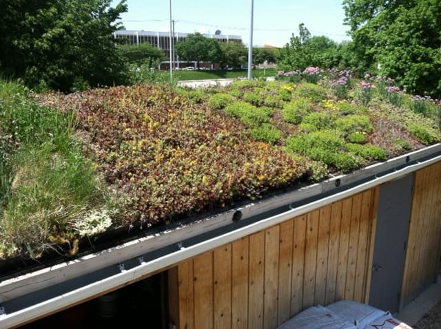 A rooftop garden with various green and brown plants growing on top of a wooden building, surrounded by trees.