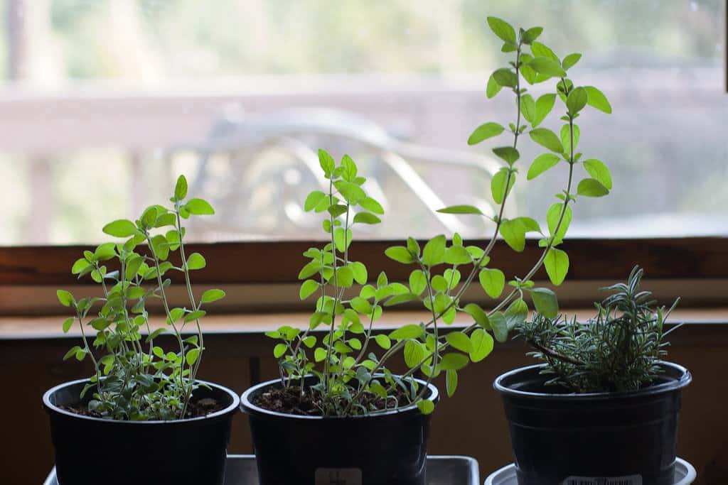 A small indoor herb garden featuring oregano and rosemary on pots placed on the windowsill.