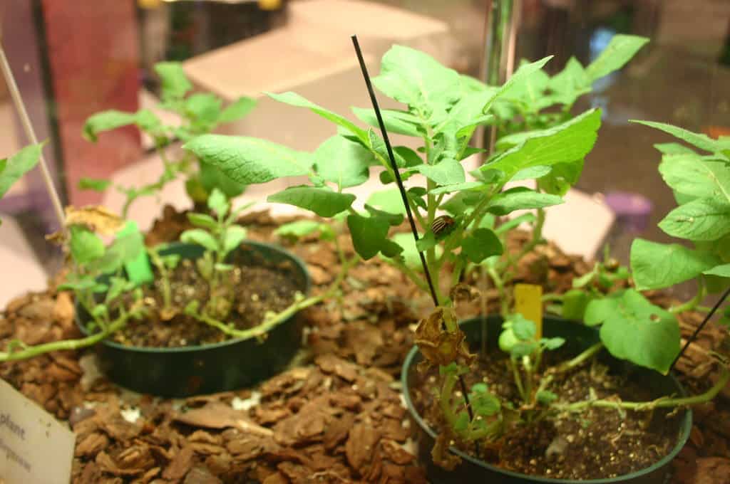 Genetically engineered potato plants grown indoors.