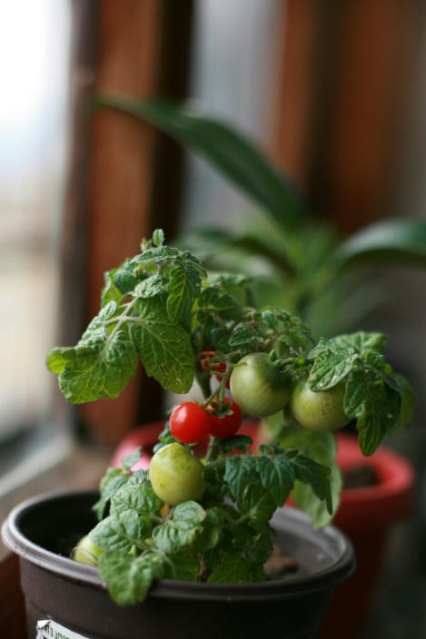 Potted green tomato plant growing in a room on a windowsill.