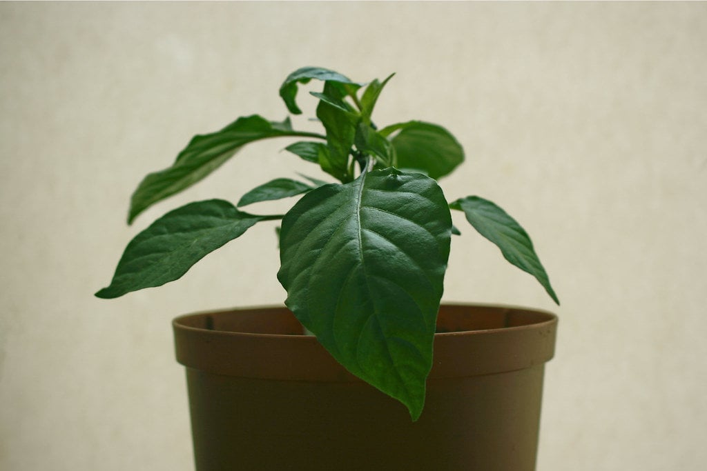 Cayenne purple chilli plant growing indoors.