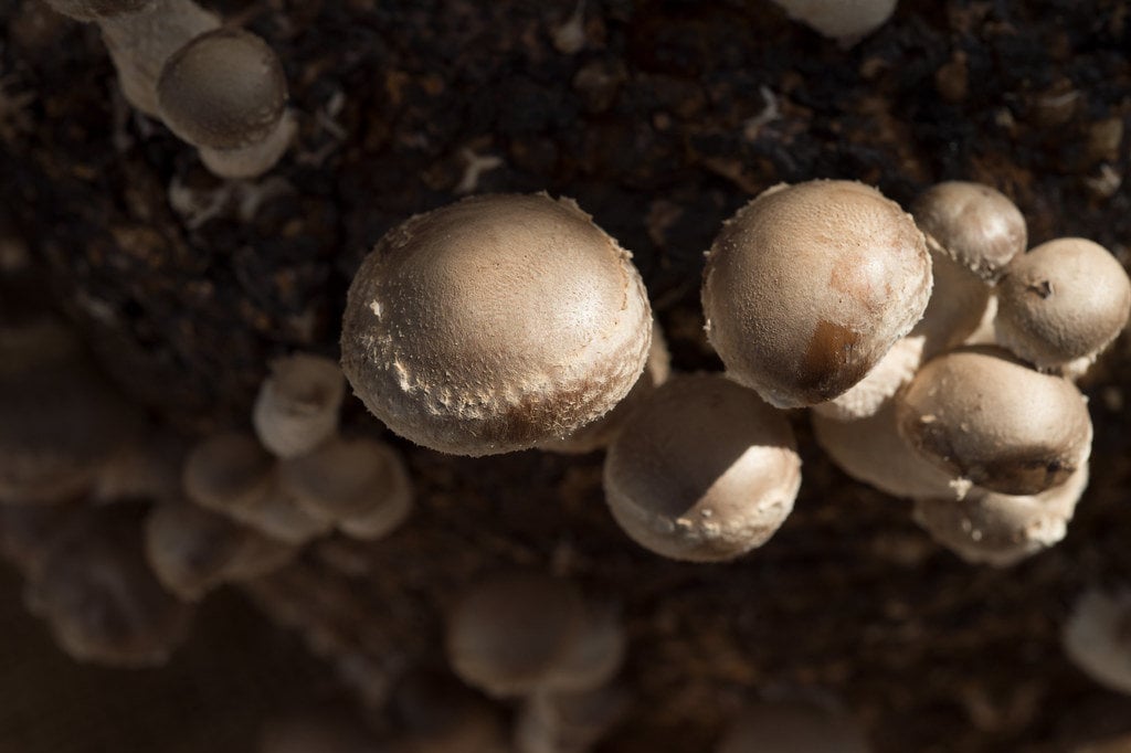 Shiitake mushroom growing on a substrate log.