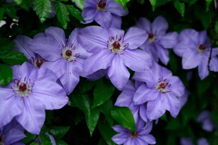 Clematis