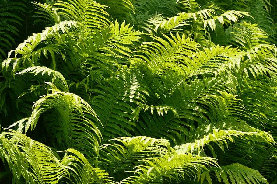 Ferns