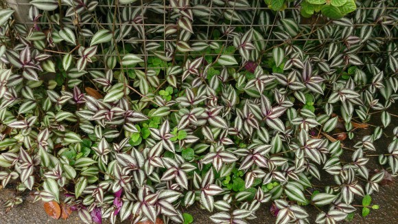 Wandering Jews