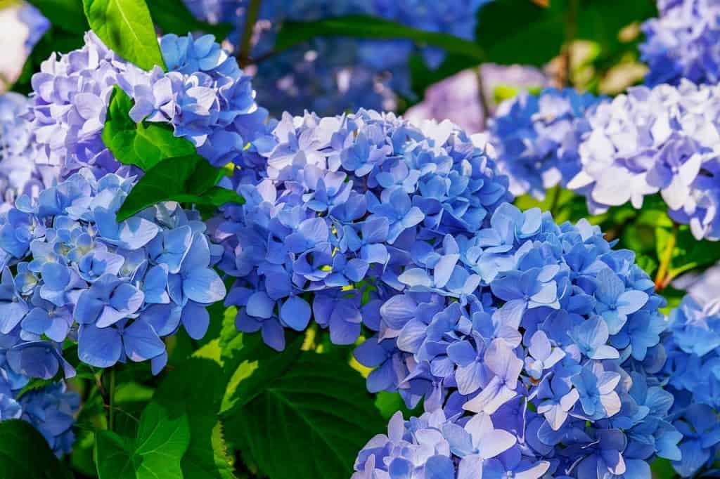 10 Best ShadeLoving Plants For Your Garden