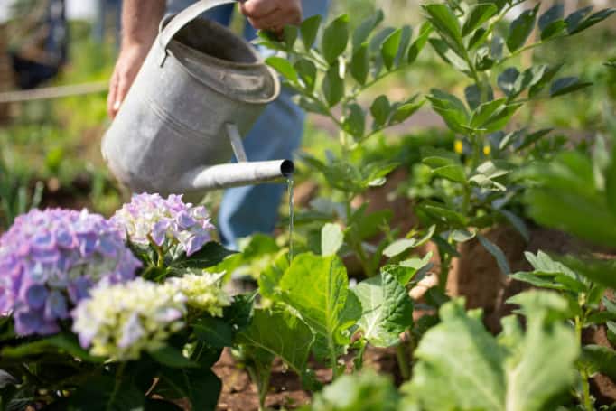 A person is watering a garden with a metal can, focusing on plants and blooming hydrangeas.